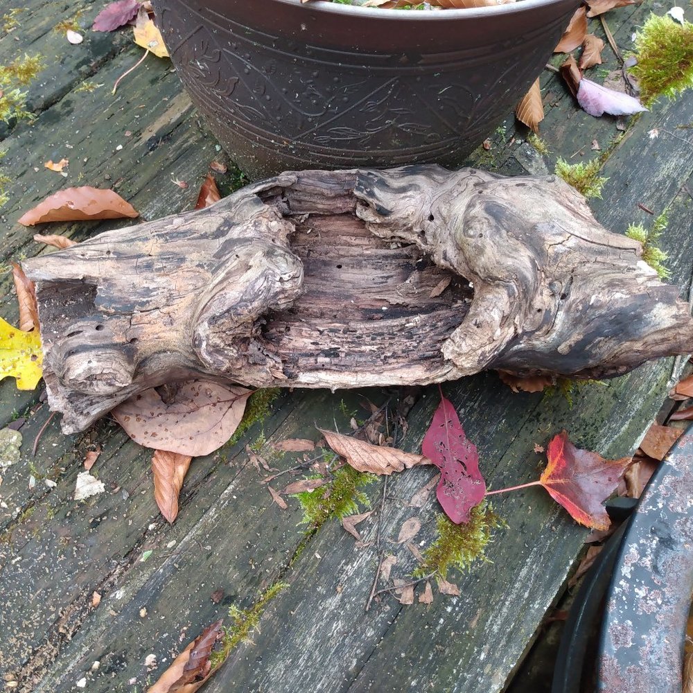 Unique Aged Drift Wood Piece Full of Character Fairy Garden Taxidermy Rustic Art